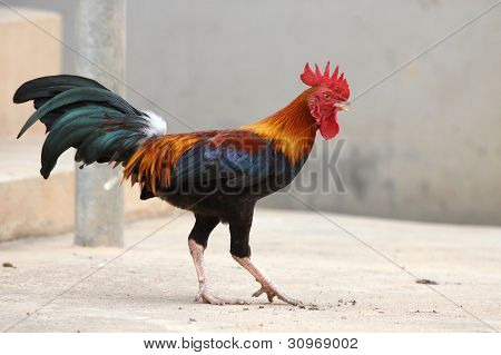 Thai Chicken colorful