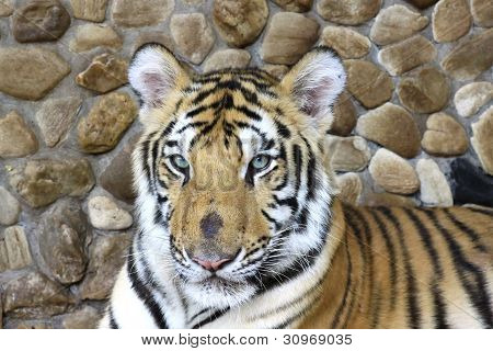 Tiger in Zoo