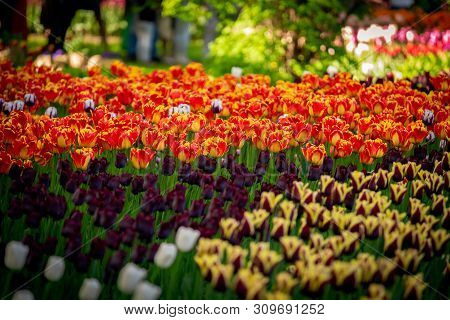 Awesome Colorful Field Of Red-yellow, Dark Violet Tulips From Tulip Festival.