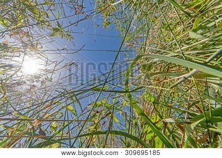 Meadow From The Frogs Perspective With Blue Sky And Bright Sun