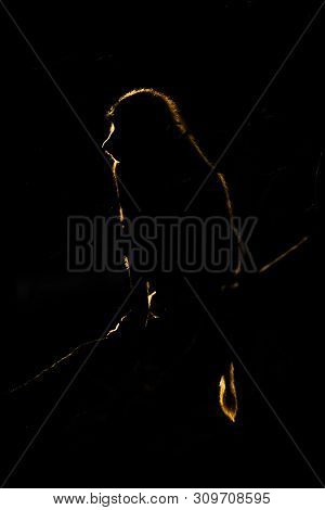 An Olive Baboon Shows Up As A Golden Silhouette Surrounded By Darkness. It Is Sitting On The Branch 