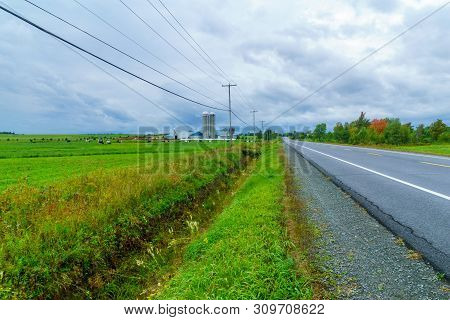 View Of Countryside And Cows In Saint-michel-de-bellechasse, Quebec, Canada