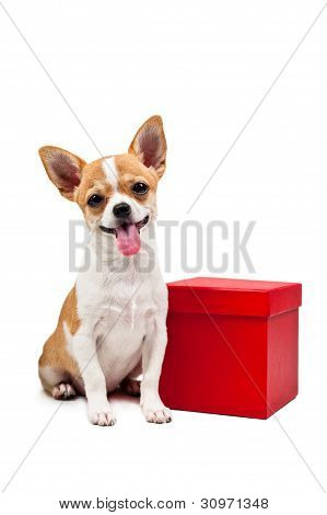 Pomeranian koira vieressä punainen läsnä laatikko