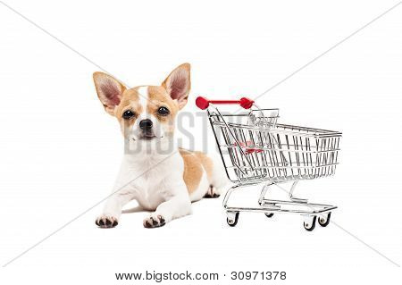 Pomeranian koira vieressä tyhjä ostoskori