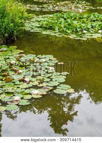 Water Lilly Background. Water Lilly With Green Leaves In Pond. Link Blossom.summer Background.