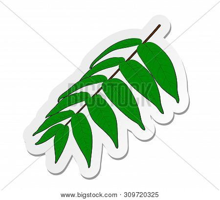 Vector Illustration, Sticker Of Branch Of Sumac Tree With Leafs In Flat Cartoon Style Isolated On Wh