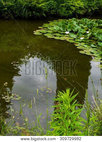 Water Lillies , Water Lily , Lotus In Pond