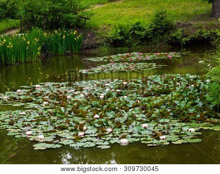 Water Lillies , Water Lily , Lotus In Pond