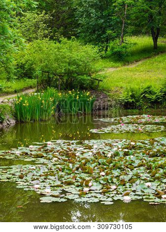 Water Lillies , Water Lily , Lotus In Pond