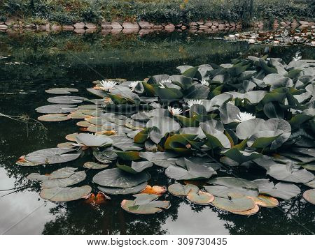 Beauty Water Lilly Flower With Green Leaves In Old Pond. Link Blossom.summer Background.
