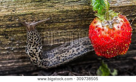 Biggest Leopard Slug Crawling Near Strawberries. Agricultural Pest. Selective Focus.