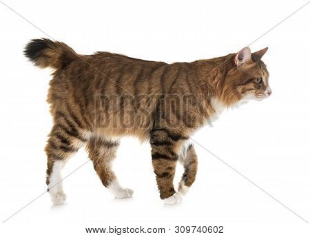 Kurilian Bobtail In Front Of White Background