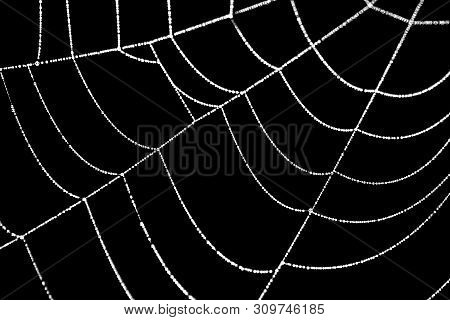 Abstract Background. Close-up Of A Cobweb On A Black Background.