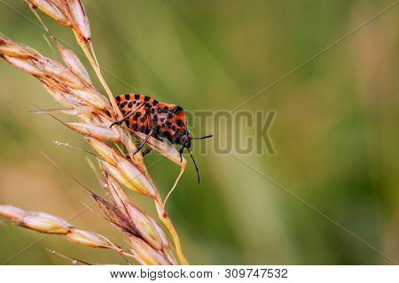 Red Beetle On Grass Stalk With Green Blurred Background