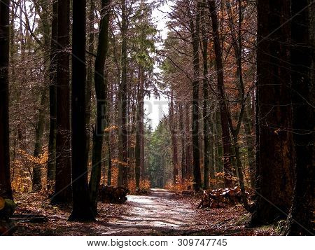 Springtime, Forest Awakens Again After The Winter Break. The Spring Sun Breaks Through The Trees On 