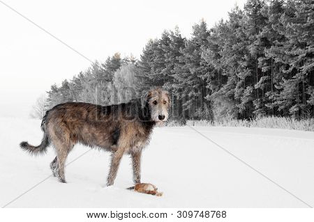 Irish Wolfhound. Big Gray Dog ​​in A Snowy Landscape With A Toy.