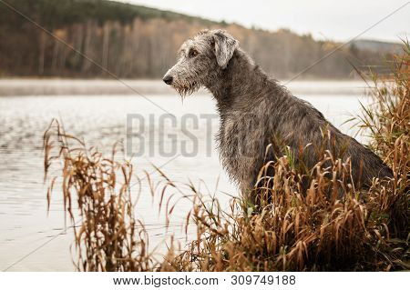 Irish Wolfhound. Big Gray Dog Sitting On The River Bank.