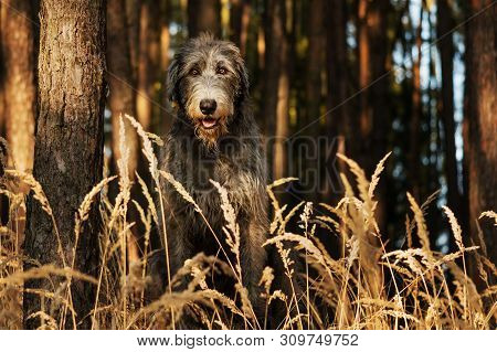 Irish Wolfhound. A Big Gray Dog ​​sitting On The Edge Of A Forest With High Grass In Front Of Him.