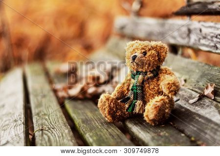 Abandoned Teddy Bear Sitting On A Bench In An Autumn Park.