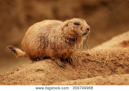 The Prairie Dog Is Standing On The Edge Of The Hole.
