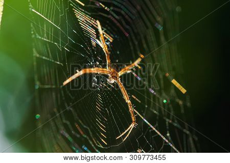 Multi-colored Argiope Spider is knitting fiber to trap insects in nature.