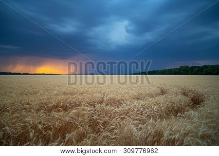 Storm Cyclones And Mesocyclones Over The Fields With A Crop Of Wheat. Rainy Dark Clouds In The Sunse