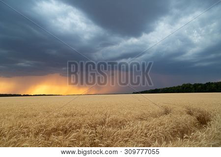 Dark Thunderclouds Over A Wheat Field At Sunset. The Beginning Of A Hurricane In The State Of Texas.
