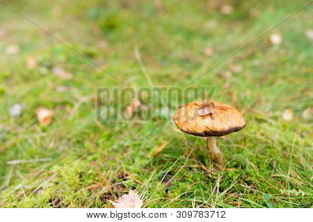 nature, environment and mushrooms concept - brown cap boletus growing in autumn forest