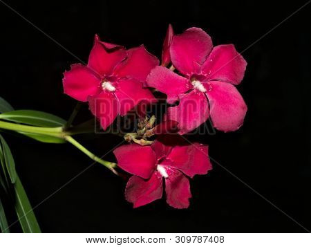 Red Flower With Black Background In Spring