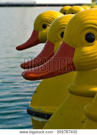 Water Bike Floating In Lake In Park