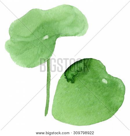Blue Lotus Floral Botanical Flowers. Watercolor Background Illustration Set. Isolated Nelumbo Illust