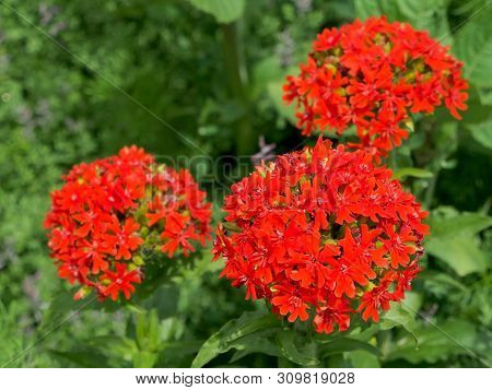 Bright Red Flower With Buds In The Shape Of A Ball With The Name Lychnis Maltese Cross On A Bright G