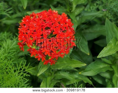 Bright Red Flower With Buds In The Shape Of A Ball With The Name Lychnis Maltese Cross On A Bright G