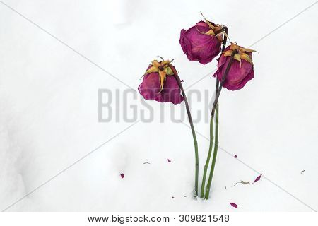 Three Roses In Winter Around The White Snow, Discarded Roses Because Of Resentment