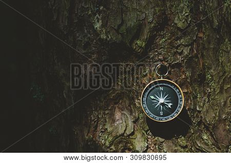 Compass In The Forest, Against The Background Of The Bark Of The Tree.