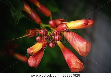 Campsis Radicans Flower Blossom Withs Ants After Rain