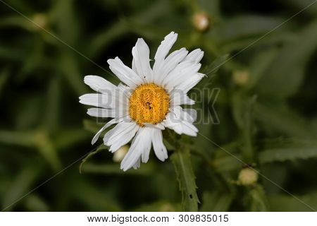 Flower Of A Max Chrysanthemum, Leucanthemum Maximum