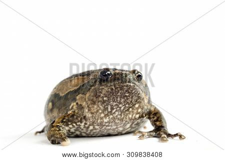 Bullfrog (kaloula Pulchra) Isolated On White Background.