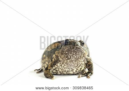 Bullfrog (kaloula Pulchra) Isolated On White Background.