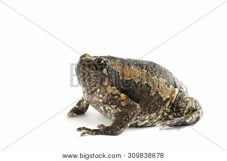 Bullfrog (kaloula Pulchra) Isolated On White Background.