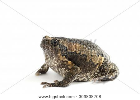 Bullfrog (kaloula Pulchra) Isolated On White Background.
