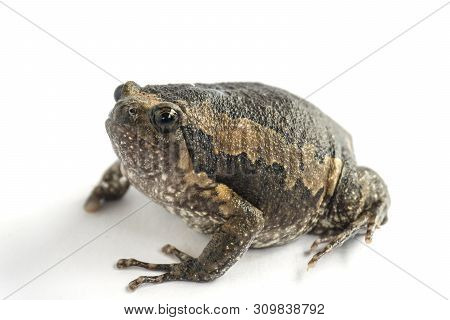Bullfrog (kaloula Pulchra) Isolated On White Background.