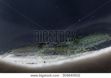 Amano Shrimp, Caridina Multidentata
