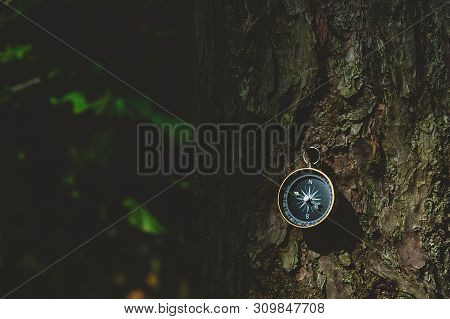 Compass In The Forest, Against The Background Of The Bark Of The Tree.