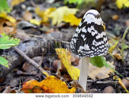 Coprinopsis Picacea Also Known As Magpie Fungus Poisonous Mushroom In Autumn Forest.coprinus Picaceu