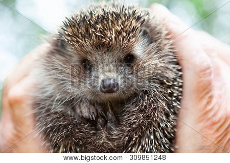 Face Of A Hedgehog Close-up , Isolated On A Blurred Natural Background. A Male Hand Holds A Cute Pri