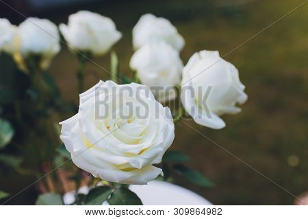 Colorful, Beautiful, Delicate Rose In The Garden.