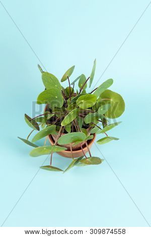 Plant Pilea Peperomioides On Turquoise Background