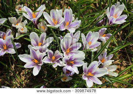 Spring Crocus Seen In The Swiss Alps.