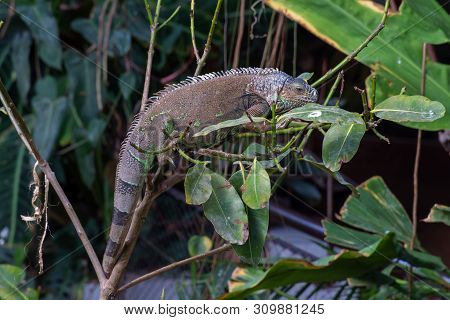 A Green Iguana (iguana Iguana) Hangs Out On A Tree Branch In The Rainforest Showing Off Its Full Len